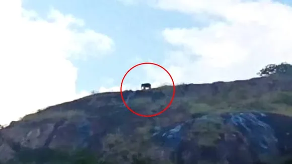 VIDEO: ಪಾರ್ವತಮ್ಮನ ಬೆಟ್ಟದ ಬಳಿ ಕಂಡ ಒಂಟಿ ಸಲಗ! ಅಚ್ಚರಿಗೊಂಡ ಭಕ್ತರು