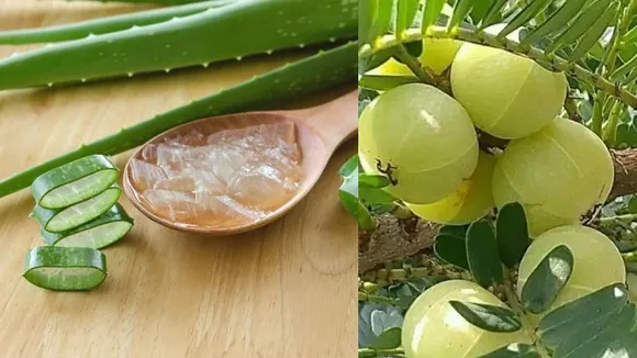 ತಲೆ ಕೂದಲಿನ ಬೆಳವಣಿಗೆಗೆ ಬೇಕು ಈ 2 ಪದಾರ್ಥಗಳು; ಬೆಟ್ಟದ ನೆಲ್ಲಿಕಾಯಿ, ಅಲೋವೆರಾ ಹೇಗೆ ಬಳಸಬೇಕು?