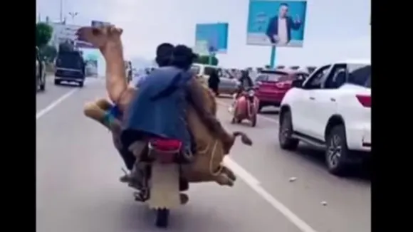 VIDEO: ಒಂಟೆ ಕಾಲು ಕಟ್ಟಿ ಬೈಕ್​ ಮೇಲೆ ಎತ್ಹಾಕೊಂಡು ಹೋದ ಕಿಡಿಗೇಡಿಗಳು; ನೆಟ್ಟಿಗರಿಂದ ಹಿಡಿಶಾಪ!