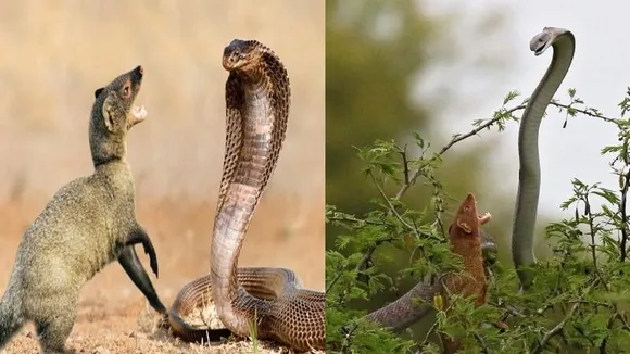 ಬದ್ಧವೈರಿ ಹಾವು-ಮುಂಗುಸಿ ಕಾದಾಡುವುದು ಏಕೆ? ಇದರ ಹಿಂದಿದೆ ಇಂಟ್ರೆಸ್ಟಿಂಗ್ ವಿಷಯ! ಅಸಲಿ ಸತ್ಯವೇನು ಗೊತ್ತಾ?