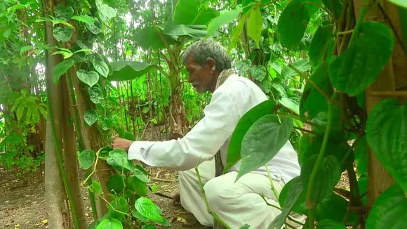 ಬದುಕು ಬದಲಾಯಿಸಿದ ವೀಳ್ಯದೆಲೆ.. ಕಪ್ಪು ಮಣ್ಣಿನಲ್ಲಿ ಗದಗ ರೈತನ ಚಮತ್ಕಾರ..!
