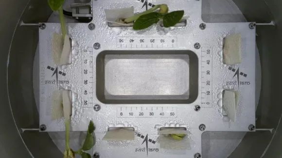 ಬಾಹ್ಯಾಕಾಶದಲ್ಲಿ ಚಿಗುರಿದ 8 ಅಲಸಂದೆ ಗಿಡ.. ವಿಡಿಯೋ ರಿಲೀಸ್ ಮಾಡಿದ ಇಸ್ರೋ; ಏನಿದರ ವಿಶೇಷ?