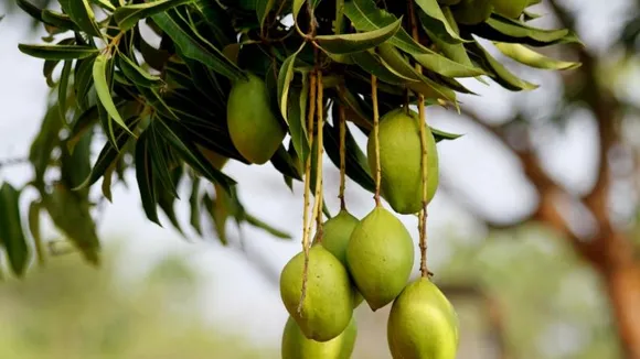 ಮಾವಿನ ಎಲೆಯಲ್ಲಿ ಆರೋಗ್ಯದ ರಹಸ್ಯ! ಈ ವಿಚಾರಗಳು ಗೊತ್ತಾದ್ರೆ ನೀವು ಮಿಸ್ ಮಾಡಲ್ಲ..!