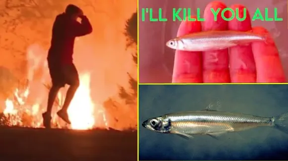 ಲಾಸ್​ ಏಂಜಲೀಸ್​​ ಅಗ್ನಿ ಪ್ರಮಾದಕ್ಕೆ ಈ ಮೀನು ಕಾರಣವೇ? ಡೆಲ್ಟಾ ಸ್ಮೆಲ್ಟ್​ ಫಿಶ್‌ ಮಾಡಿದ್ದೇನು ಗೊತ್ತಾ?