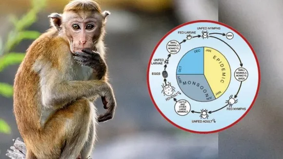 ಮಂಗನ ಕಾಯಿಲೆ ಕುರಿತು ಆಘಾತಕಾರಿ ಮಾಹಿತಿ; ಸಂಶೋಧನೆಯಲ್ಲಿ ಶಾಕಿಂಗ್ ವಿಚಾರ ರಿವೀಲ್..!