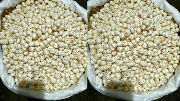 ಕಮಲದ ಬೀಜಗಳು ಜಾಗತಿಕ ಸೂಪರ್ ಫುಡ್ ಆಗಿ ಬೆಳೆದಿದ್ದು ಹೇಗೆ?