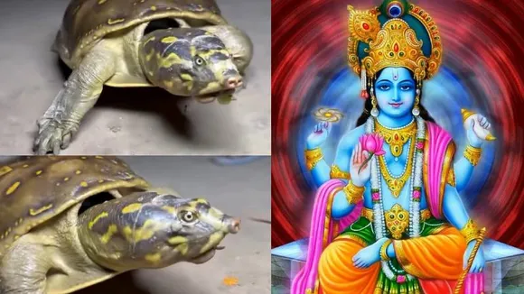ಕುಂಭ ಸ್ನಾನದ ವೇಳೆ ಅಜ್ಜನ ಕಾಲಿಗೆ ತಾಕಿದ್ದು.. 300 ವರ್ಷ ಬದುಕೋ ಜೀವಿ; ಕೂರ್ಮಾವತಾರದ ವಿಷ್ಣುನಾ?