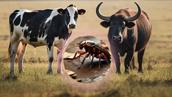 ಹಸು, ಎಮ್ಮೆಗಿಂತ ಜಿರಳೆ ಹಾಲಿನಲ್ಲಿ ಹೆಚ್ಚಿನ ಶಕ್ತಿ.. ಈ ಸೂಪರ್ ಫುಡ್​ಗೆ ಭವಿಷ್ಯದಲ್ಲಿ ಹೆಚ್ಚಿನ ಬೇಡಿಕೆ!​