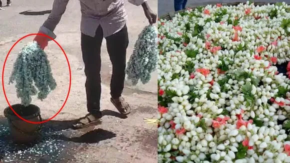 ಮಹಿಳೆಯರೇ ಎಚ್ಚರ.. ಘಮ ಘಮಿಸುವ ಈ ಮಲ್ಲಿಗೆ ಮುಡಿದರೆ ನಿಮ್ಮ ಆರೋಗ್ಯಕ್ಕೆ 5 ಅಪಾಯ!