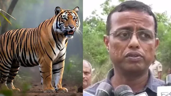 5 ಹುಲಿಗಳ ದುರಂತ ಅಂತ್ಯ ಕೇಸ್​​ಗೆ ಟ್ವಿಸ್ಟ್; ಪಕ್ಕದಲ್ಲೇ ಬಿದ್ದಿದೆ ಹಸುವಿನ ಕಳೆಬರ ಎಂದ ಅರಣ್ಯಾಧಿಕಾರಿ