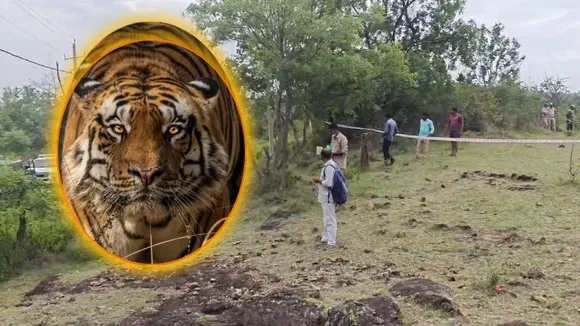 5 ಹುಲಿಗಳ ಅಂತ್ಯ ಕೇಸ್​​.. ವಿಷಪ್ರಾಶನ ಮಾಡಿದವರು ಯಾರು? ತಂದೆ, ಮಗನ ತೀವ್ರ ವಿಚಾರಣೆ