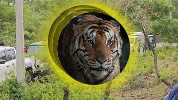 ಚಾಮರಾಜನಗರದಲ್ಲಿ 5 ಹುಲಿಗಳು ಉಸಿರು ಚೆಲ್ಲಿದ ಬೆನ್ನಲ್ಲೇ ಕಣ್ಮುಚ್ಚಿದ ಮತ್ತೊಂದು ಹುಲಿ