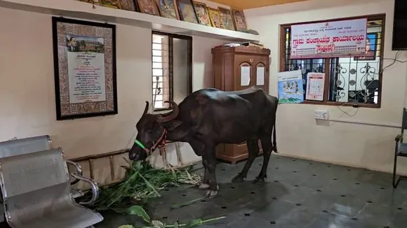 ಶೆಡ್‌ಗಾಗಿ ಗ್ರಾಮ ಪಂಚಾಯ್ತಿ ಕಚೇರಿಗೆ ಬಂದ ಎಮ್ಮೆ; ಅಧಿಕಾರಿಗಳ ನಿರ್ಲಕ್ಷ್ಯದ ವಿರುದ್ಧ ಆಕ್ರೋಶ