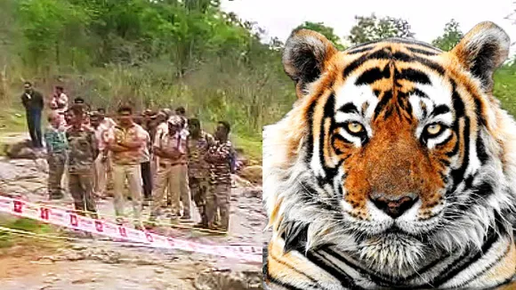 5 ಹುಲಿಗಳ ದುರಂತ ಅಂತ್ಯ ಕೇಸ್​​ಗೆ ಬಿಗ್​ ಟ್ವಿಸ್ಟ್; ಕೊನೆಗೂ ಸಿಕ್ಕಿಬಿದ್ದ ದುಷ್ಟ.. ಯಾರದು..?