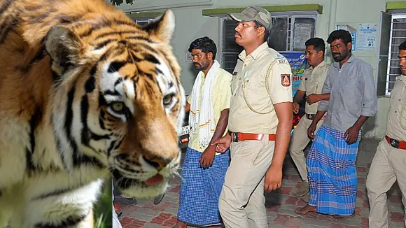 ಐದು ಹುಲಿಗಳ ಜೀವ ತೆಗೆದಿದ್ದು ಹೇಗೆ..? ತನಿಖೆ ವೇಳೆ ಇಂಚಿಂಚೂ ಮಾಹಿತಿ ಕಕ್ಕಿದ ಆರೋಪಿ ಮಾದ..!