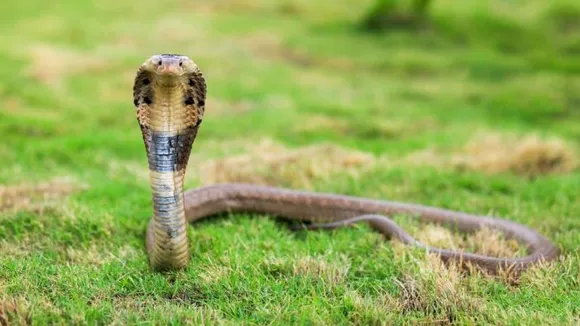 ಅಚ್ಚರಿ ಅನಿಸಿದರೂ ಇದು ಸತ್ಯ.. 1 ವರ್ಷದ ಮಗು ಕಚ್ಚಿದ್ದಕ್ಕೆ ಸ್ಥಳದಲ್ಲೇ ಜೀವ ಬಿಟ್ಟ ನಾಗರ ಹಾವು!