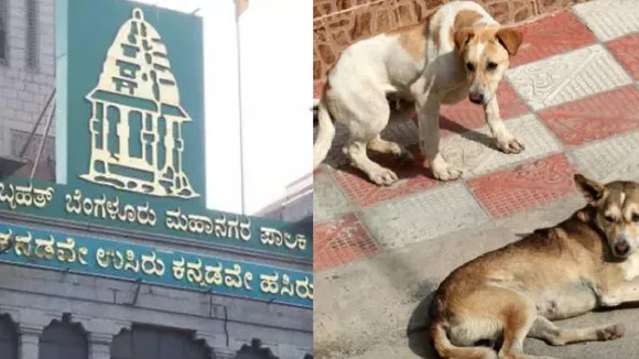 ಬೆಂಗಳೂರಿನಲ್ಲಿ ಮಕ್ಕಳ ಬಿಸಿಯೂಟಕ್ಕಿಂತ ಬೀದಿನಾಯಿ ಊಟದ ಬೆಲೆ ಹೆಚ್ಚಾಯ್ತಾ..? ಏನಿದು ಚಿಕನ್ ರೈಸ್ ಕಥೆ?