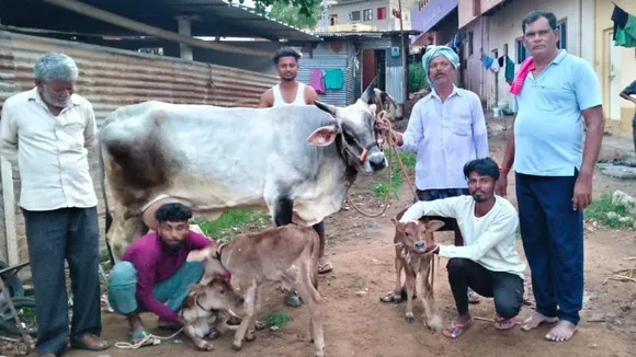 3 ಕರುಗಳಿಗೆ ಜನ್ಮ ನೀಡಿದ ಹಸು; ಖುಷಿಯಿಂದ ಪೂಜೆ ಮಾಡಿದ ಮಾಲೀಕ ಸಯ್ಯದ್ ಭಾಷಾ ಹುಗ್ಗಿ