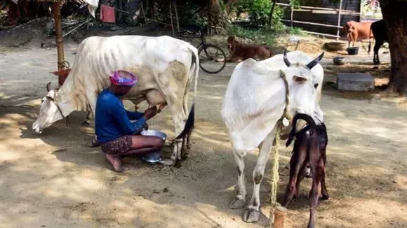 ಅಮೆರಿಕಾದಲ್ಲಿ ಮಾಂಸ ತಿನ್ನುವ ಹಸುಗಳು.. ನಾನ್​ವೆಜ್ ಹಾಲು ಭಾರತಕ್ಕೆ ಬೇಡ ಎಂದ ಮೋದಿ ಸರ್ಕಾರ..!