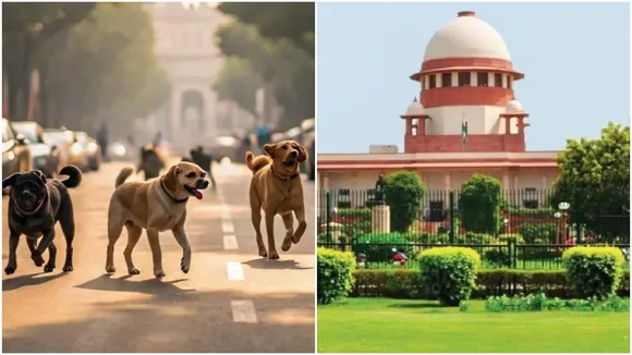 Stray Dogs Supreme Court
