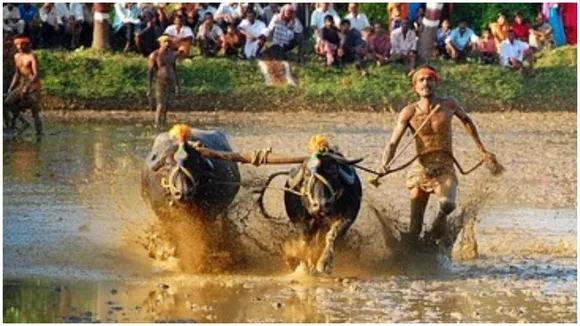 Kambala race