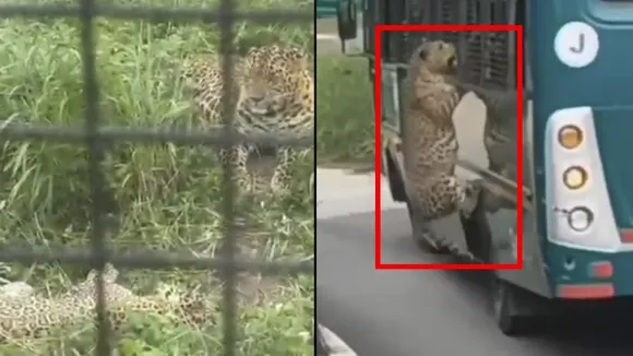 leopard attacks woman in bengaluru