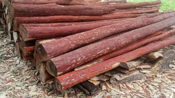 red sandalwood seized in bengaluru
