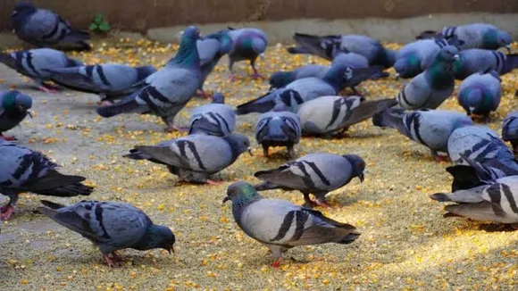 pigeon feeding bengaluru