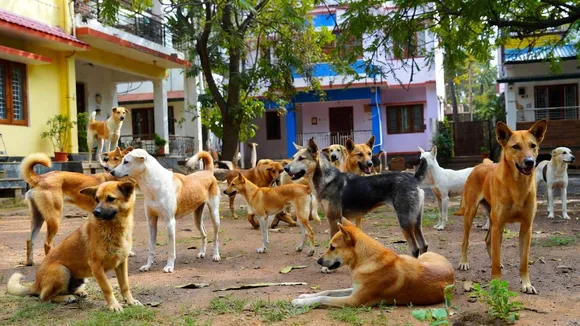 supreme court about stray dogs