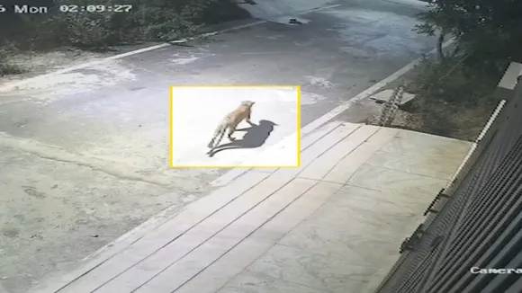 leopard in bengaluru