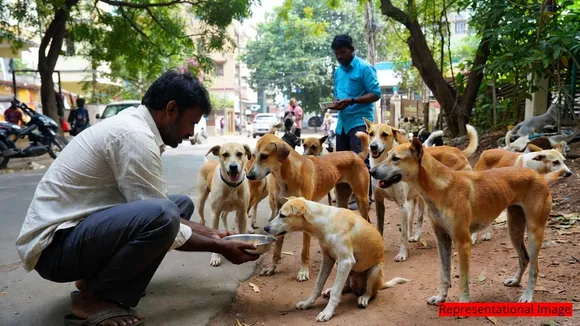 No more random feeding of stray dogs GBA enforces strict rules with 450 official feeding centres