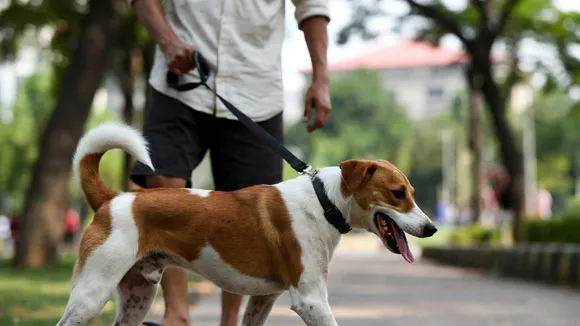 bengaluru pet dog case