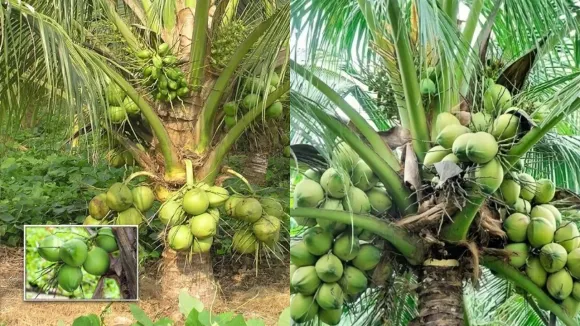 coconut-trees-1-2026-02-25-13-01-37