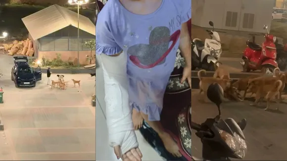 BNG APARTMENT STREET DOGS