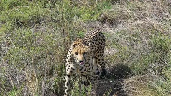 Madhya Pradesh: Another cheetah dies in Kuno National Park; Congress blames BJP