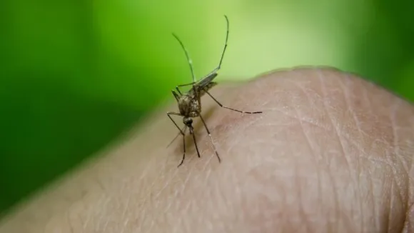 Bengaluru: BBMP cautions people of rising cases of dengue, to take precautionary measures