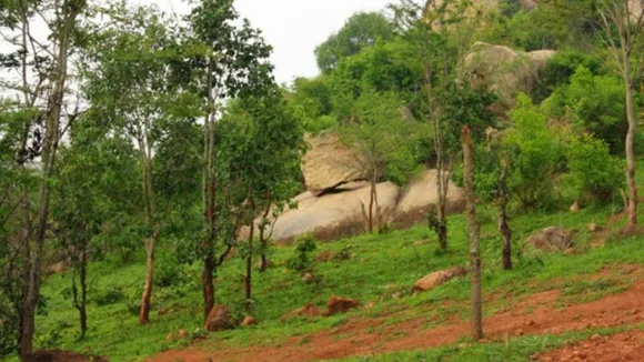 Bengaluru: Forest Department prevails over land mafia to preserve Turahalli