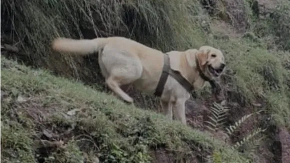 Jammu and Kashmir: Army dog sacrifices life during anti terror operation