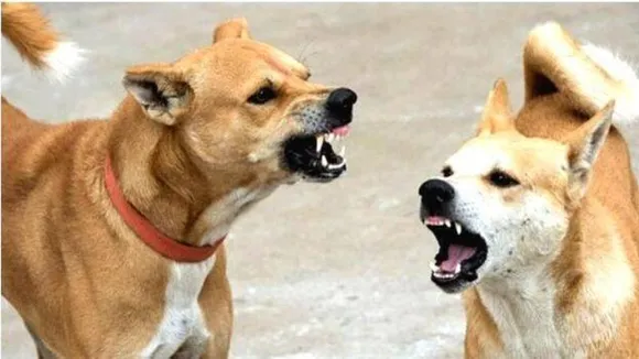 Bengaluru: 30% reduction in street dogs in 4 years