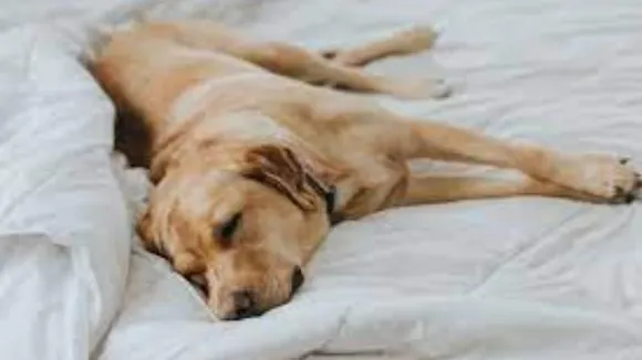 Research indicates dogs can listen even during sleep