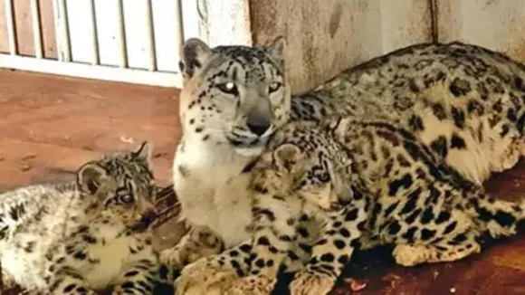 Bengaluru: Seven leopard cubs succumb to viral infection at Bannerghatta National Park