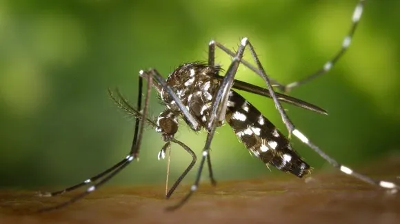 Karnataka: Technology aids in pinpointing 10,000 mosquito-breeding sites