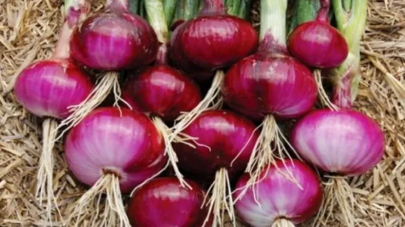 Karnataka: Steep increase in onion prices; money isn't reaching farmers' pockets