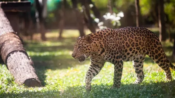 Due to frequent leopard sightings in city, forest department forms leopard task force for Bengaluru