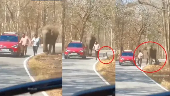 Karnataka: Tourists narrowly escape death after being attacked by elephant