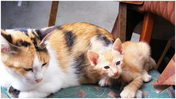 Why do ‘Double Income No Kids’ couples like to be 'paw'rents!