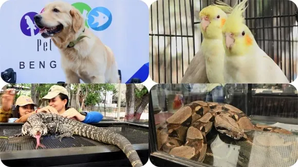 Paws, claws, and feathers: Bengaluru's pet extravaganza 