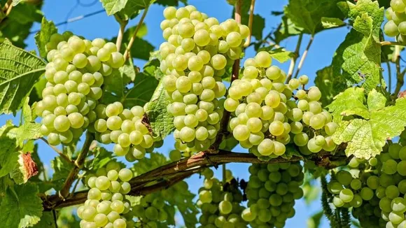 Instagram experts sound alarm on pesticides in grapes: Urge thorough washing