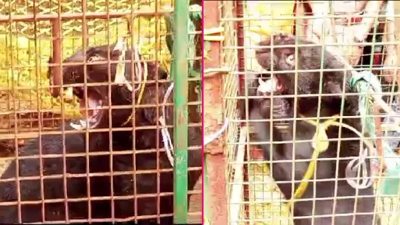 Karnataka: Forest Officials rescue black leopard trapped in well with help of villagers