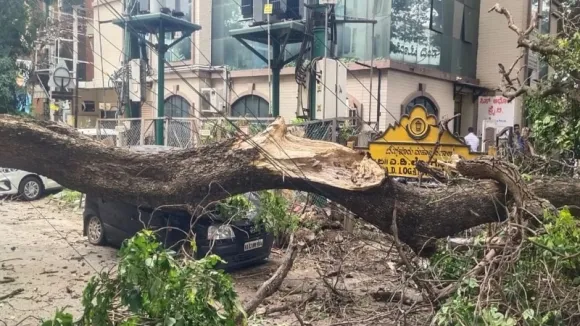 Fallen trees cause chaos in Bengaluru: Injured driver admitted to hospital